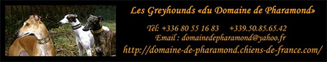 Les Greyhouns du domaine de Pharamond